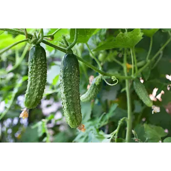cucumber (21)-6237151-57819.webp